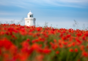 South Foreland Poppies