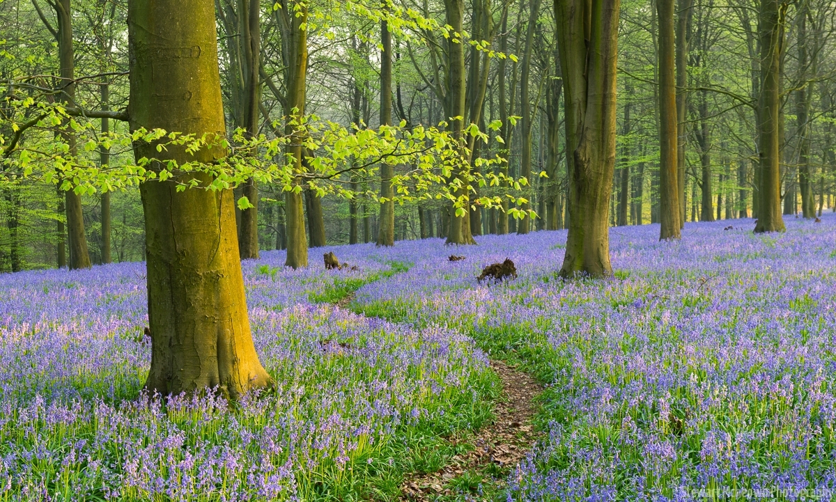 Bluebell Trail